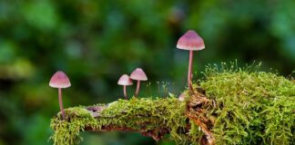 Jakie są rodzaje sieci?