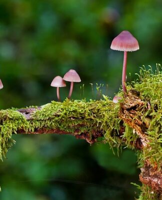 Jakie są rodzaje sieci?