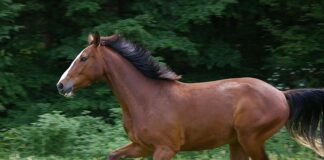 Jaki jest najszybszy VPN? Jaki jest najszybszy VPN?