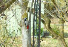 Jakie są dziedziny biologii?