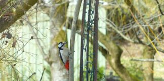 Jakie są dziedziny biologii? Jakie są dziedziny biologii?