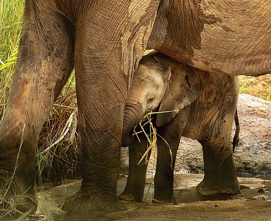 Czy podawanie numeru karty i CVV jest bezpieczne? Czy podawanie numeru karty i CVV jest bezpieczne?