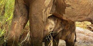 Czy podawanie danych z karty jest bezpieczne?