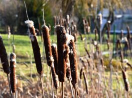 Jak się mówi po niemiecku muzyka?