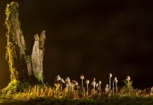 Jakie są rodzaje bilansu?