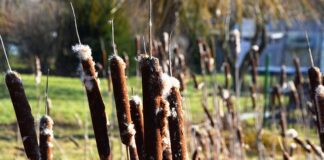 Jak jest po niemiecku WF?