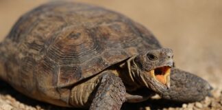 Jak cofnąć płatność Blue Media?