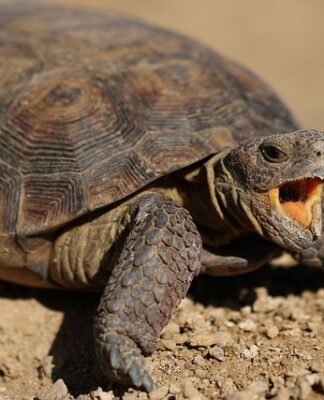 Jak cofnąć płatność Blue Media?