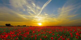 Co to jest pole w bazie danych?