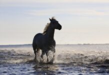 Co to są standardy ISO w zakresie bezpieczeństwa?