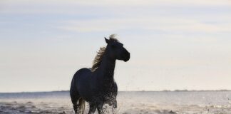 Co to są standardy ISO w zakresie bezpieczeństwa?