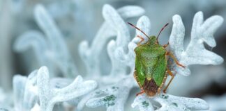 W jakim kraju są tanie gry?