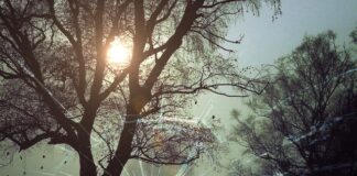 Jakie są kryminalne zagrożenia w sieci?