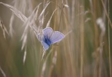 Co to znaczy WWW po polsku?