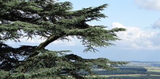 Czy suma bilansowa to suma aktywów?