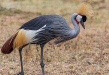 Jakie są cele ochrony pracy?