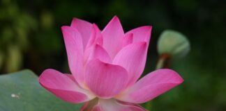 Co to znaczy po angielsku PE? Co to znaczy po angielsku PE?