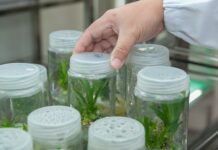 Jakie studia 2 stopnia po biotechnologii?