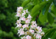 Czy można samemu przygotować się do matury z biologii? Czy można samemu przygotować się do matury z biologii?