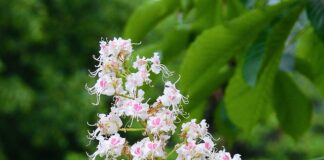 Czy można samemu przygotować się do matury z biologii?