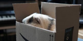 Jak kupić coś na allegro bez konta bankowego? Jak kupić coś na allegro bez konta bankowego?