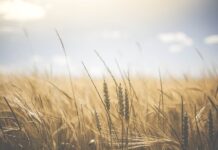 Jakie są podstawowe własności informacji?