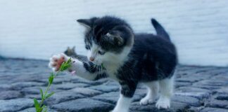 Co to jest atak cyberprzestrzeni?