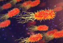 Z czego powstaje organizm? Z czego powstaje organizm?