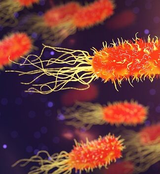 Z czego powstaje organizm?