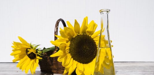 Jaką prasę do oleju kupić? Kompletny poradnik z marką Yoda Jaką prasę do oleju kupić